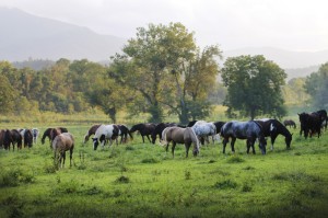[实测]“微信斗牛牛可以设置一个人老输么”(原来确实是有插件)