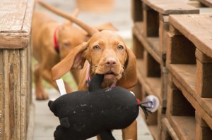 必学教你安装“哈狗十三道游戏有挂吗开挂神器!专业师傅带你一起了解(确实有挂)