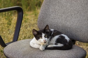 7分钟揭秘新漫游拼三张有没有办法让牌更好一点”(曝光透视必备猫腻)